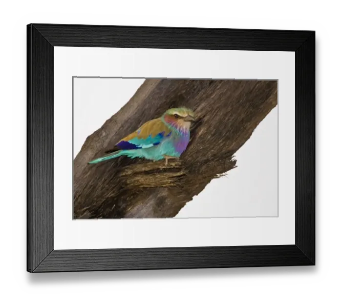 Framed Print : Africa. Kenya. Lilac-breasted Roller at Samburu NP Framed Print : Africa. Kenya. Lilac-breasted Roller at Samburu NP