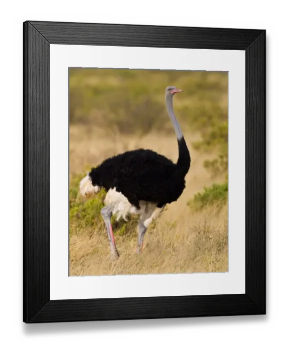 Framed Print : Africa, Kenya Framed Print : Africa, Kenya