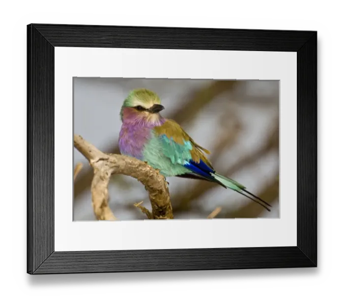 Framed Print : Africa. Kenya. Lilac-breasted Roller at Samburu NP Framed Print : Africa. Kenya. Lilac-breasted Roller at Samburu NP