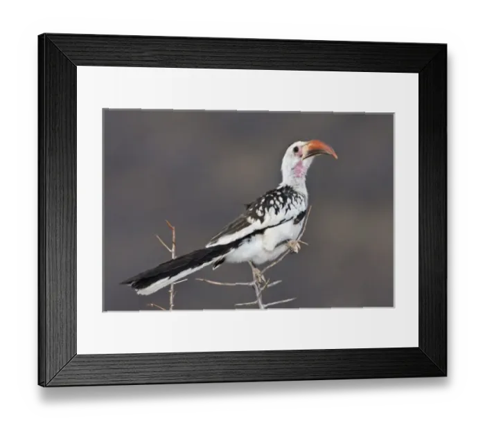 Framed Print : Africa. Kenya. Red-billed Hornbill at Samburu NP Framed Print : Africa. Kenya. Red-billed Hornbill at Samburu NP