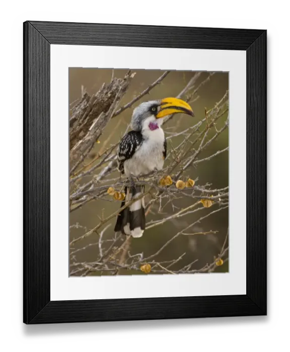 Framed Print : Africa. Kenya. Eastern Yellow-billed Hornbill at Samburu NP