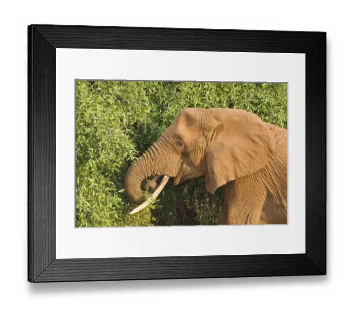 Framed Print : Unknown. Africa. Kenya. Elephant at Samburu NP Framed Print : Unknown. Africa. Kenya. Elephant at Samburu NP