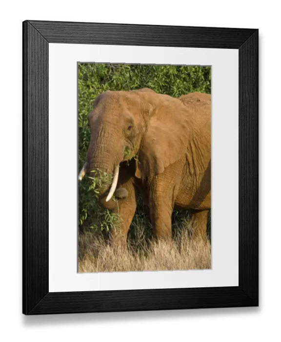 Framed Print : Africa. Kenya. Elephant at Samburu NP