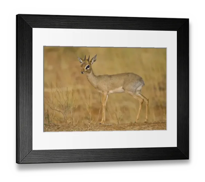 Framed Print : Africa, Kenya