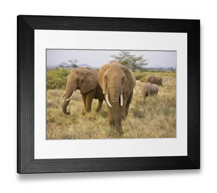 Framed Print : Africa, Kenya Framed Print : Africa, Kenya