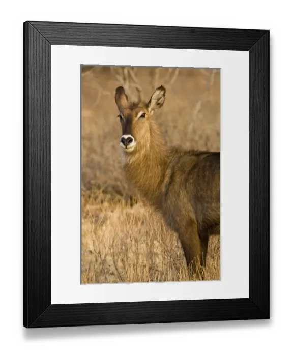 Framed Print : Africa, Kenya