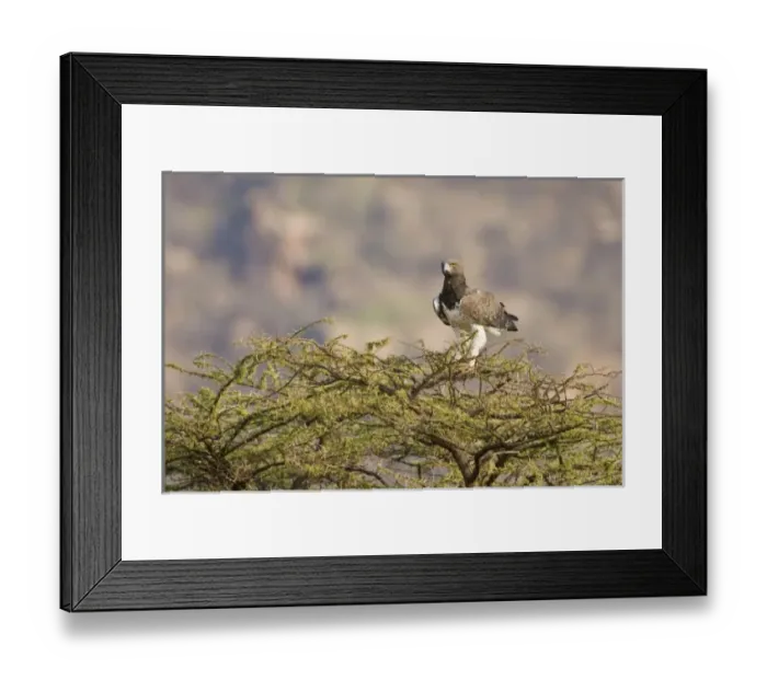 Framed Print : Africa, Kenya Framed Print : Africa, Kenya