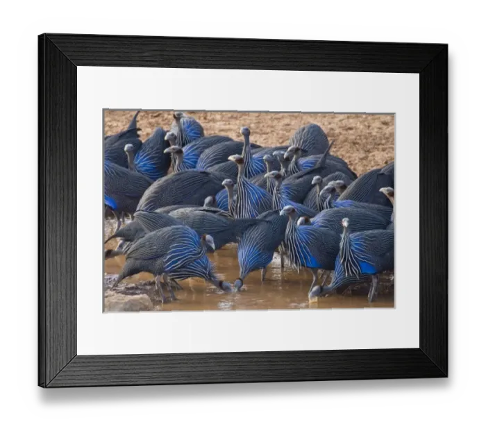 Framed Print : Africa. Kenya. Vulturine Guineafowl drink from the Uaso Nyiro River at Samburu NP Framed Print : Africa. Kenya. Vulturine Guineafowl drink from the Uaso Nyiro River at Samburu NP