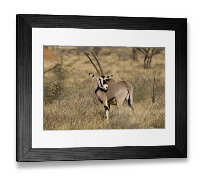 Framed Print : Africa, Kenya Framed Print : Africa, Kenya