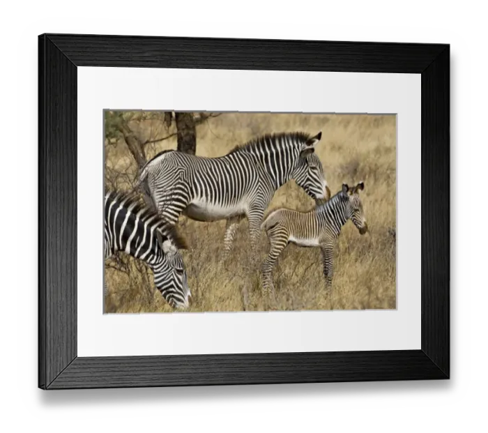 Framed Print : Africa, Kenya Framed Print : Africa, Kenya