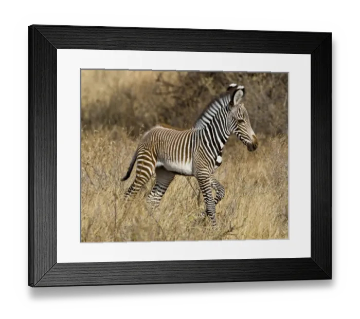 Framed Print : Africa, Kenya Framed Print : Africa, Kenya
