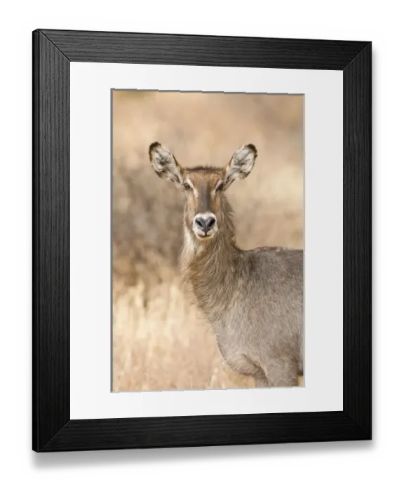 Framed Print : Africa, Kenya Framed Print : Africa, Kenya