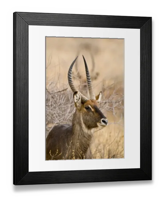 Framed Print : Africa, Kenya Framed Print : Africa, Kenya