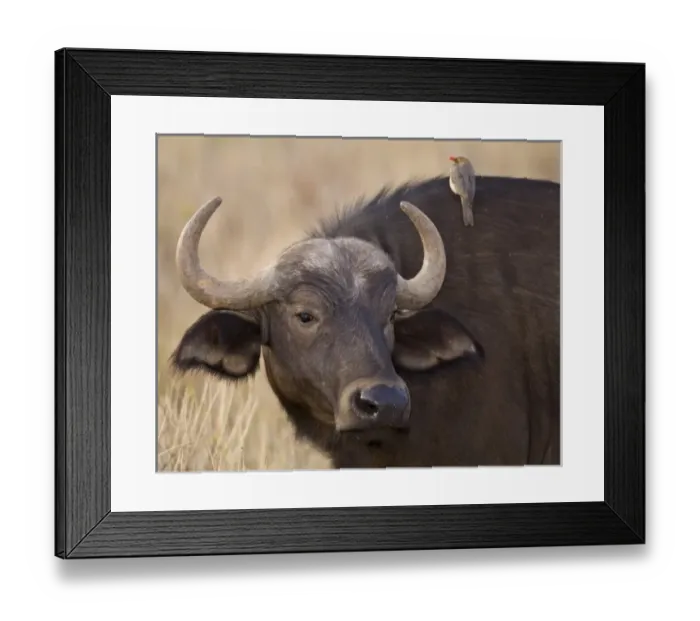 Framed Print : Africa, Kenya Framed Print : Africa, Kenya