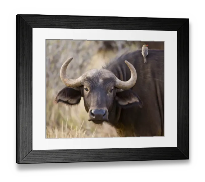Framed Print : Africa, Kenya Framed Print : Africa, Kenya