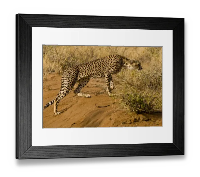 Framed Print : Africa. Kenya. Cheetah hunting at Samburu NP Framed Print : Africa. Kenya. Cheetah hunting at Samburu NP