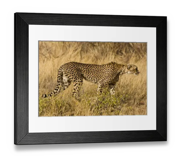 Framed Print : Africa, Kenya Framed Print : Africa, Kenya