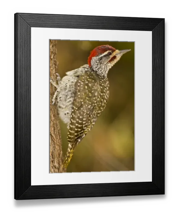 Framed Print : Africa. Kenya. Nubian woodpecker at Lake Nakuru NP Framed Print : Africa. Kenya. Nubian woodpecker at Lake Nakuru NP