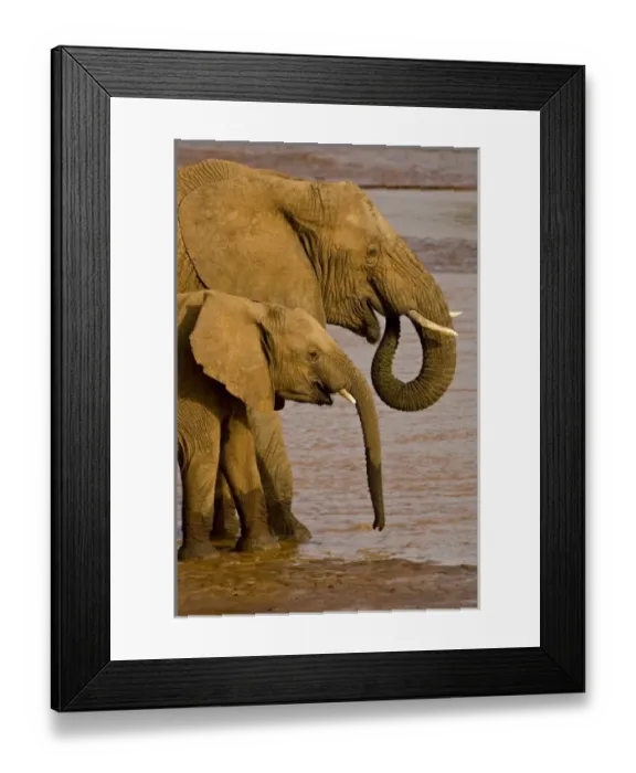 Framed Print : Africa. Kenya. Elephants bathe and drink in the Uaso Nyiro River at Samburu NP Framed Print : Africa. Kenya. Elephants bathe and drink in the Uaso Nyiro River at Samburu NP
