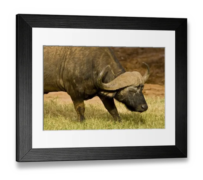 Framed Print : Africa, Kenya Framed Print : Africa, Kenya
