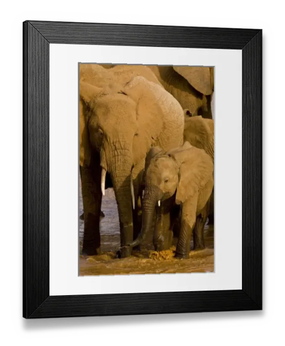 Framed Print : Africa. Kenya. Elephants bathe and drink in the Uaso Nyiro River at Samburu NP Framed Print : Africa. Kenya. Elephants bathe and drink in the Uaso Nyiro River at Samburu NP