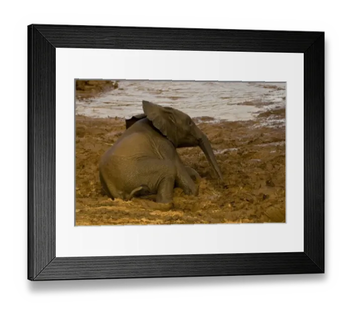 Framed Print : Africa. Kenya. Elephant baby after bathing in the Uaso Nyiro River at Samburu NP