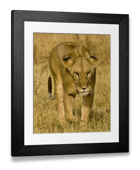 Framed Print : Africa, Kenya Framed Print : Africa, Kenya