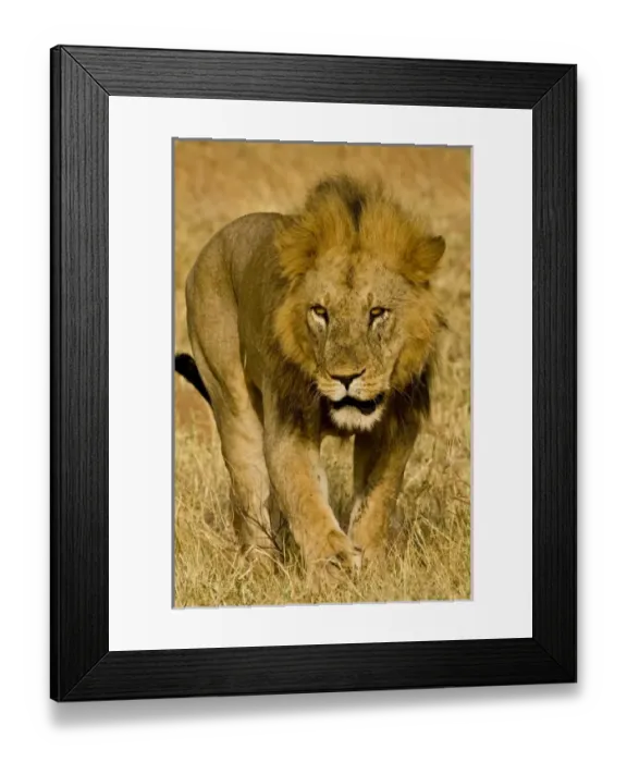 Framed Print : Africa, Kenya Framed Print : Africa, Kenya