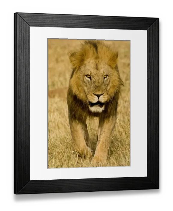 Framed Print : Africa, Kenya Framed Print : Africa, Kenya