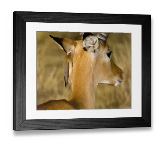 Framed Print : Africa, Kenya