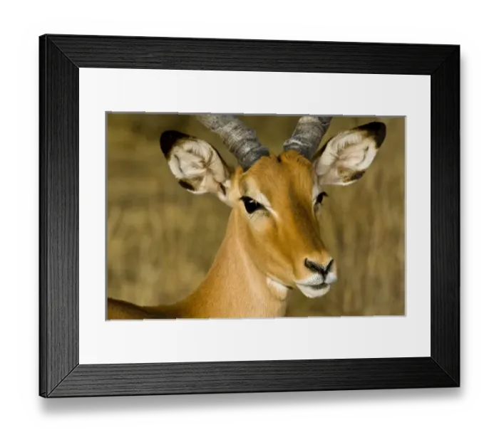 Framed Print : Africa. Kenya. Male Impala antelope at Samburu NP Framed Print : Africa. Kenya. Male Impala antelope at Samburu NP