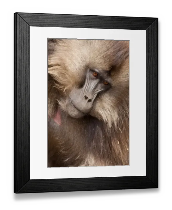 Framed Print : Simien Mountains, Ethiopia, Gelada, aka Gelada Baboon, Theropitecus gelada