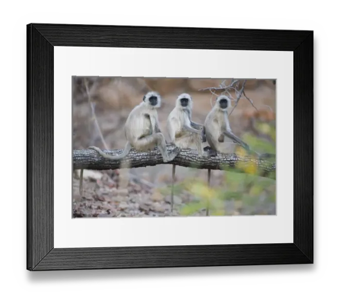 Framed Print : Asia, India Framed Print : Asia, India