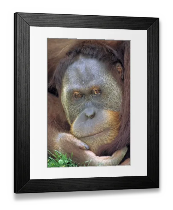 Framed Print : Asia, Indonesia Framed Print : Asia, Indonesia