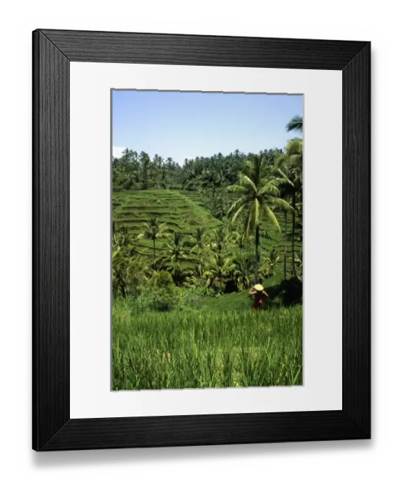 Framed Print : Beautiful green layered traditional rice fields with woman with straw hat graphic Framed Print : Beautiful green layered traditional rice fields with woman with straw hat graphic