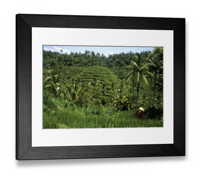 Framed Print : Beautiful green layered traditional rice fields with woman with straw hat graphic Framed Print : Beautiful green layered traditional rice fields with woman with straw hat graphic