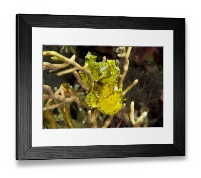 Framed Print : Asia, Indonesia