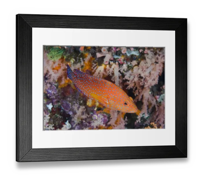 Framed Print : Indian Ocean, Indonesia, Komodo National Park. A coral trout swims among reef