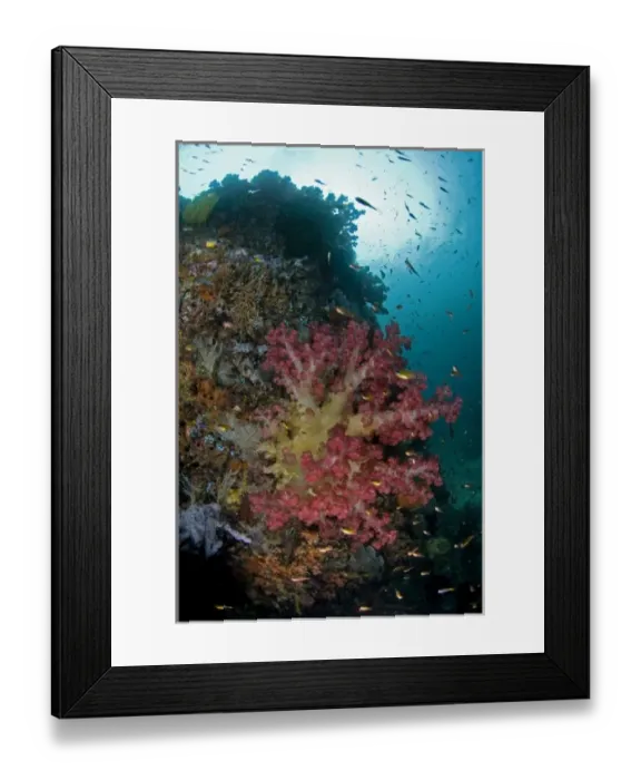 Framed Print : Indian Ocean, Indonesia, Triton Bay. Soft coral growing on boulder Framed Print : Indian Ocean, Indonesia, Triton Bay. Soft coral growing on boulder