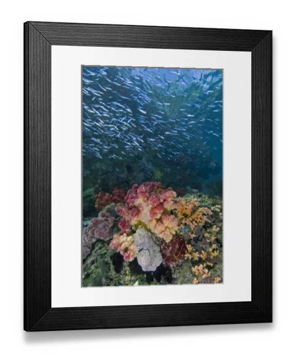 Framed Print : Indian Ocean, Indonesia, Triton Bay. School of silversides fish swim over soft coral Framed Print : Indian Ocean, Indonesia, Triton Bay. School of silversides fish swim over soft coral