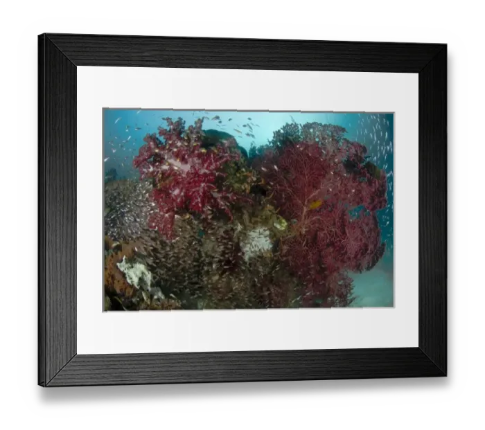 Framed Print : Indian Ocean, Indonesia, Papua, Raja Ampat. Reef panorama of soft coral, seafans Framed Print : Indian Ocean, Indonesia, Papua, Raja Ampat. Reef panorama of soft coral, seafans