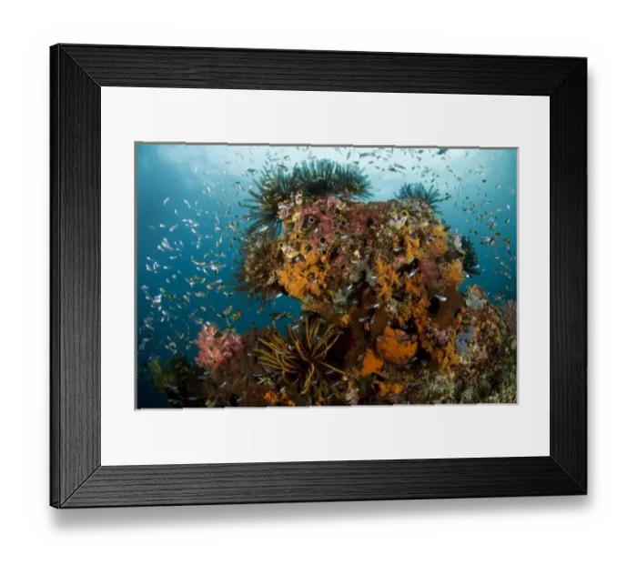 Framed Print : Indian Ocean, Indonesia, Papua, Raja Ampat. Reef panorama with corals, invertebrates Framed Print : Indian Ocean, Indonesia, Papua, Raja Ampat. Reef panorama with corals, invertebrates