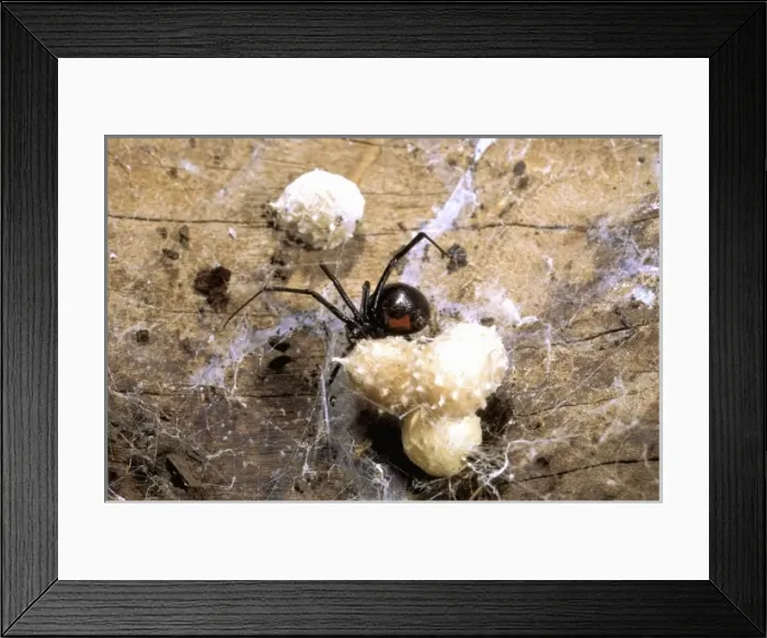 Framed Print : Africa, Madagascar