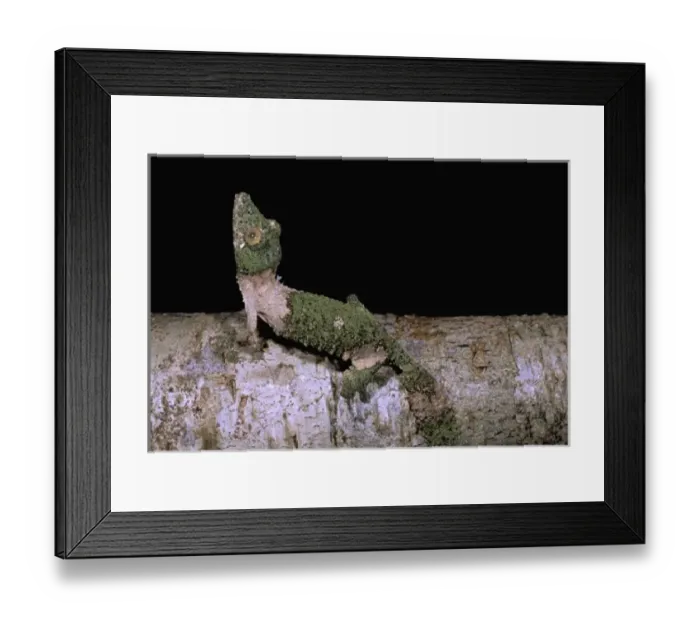 Framed Print : Africa, Madagascar, Nosy Mangabe. Leaf-tailed gecko (Uroplatus fimbriatus) Framed Print : Africa, Madagascar, Nosy Mangabe. Leaf-tailed gecko (Uroplatus fimbriatus)