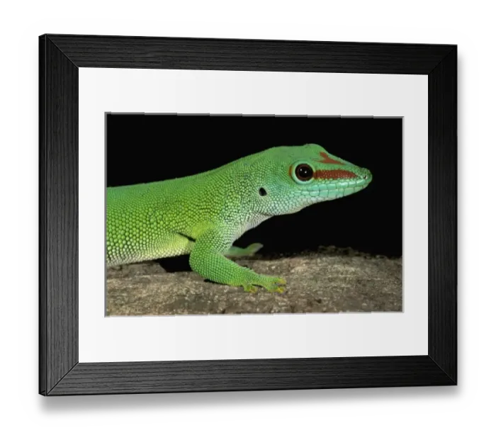 Framed Print : Africa, Madagascar, Ankarana Special Reserve. Day gecko (Phelsuma madagascariensis) Framed Print : Africa, Madagascar, Ankarana Special Reserve. Day gecko (Phelsuma madagascariensis)
