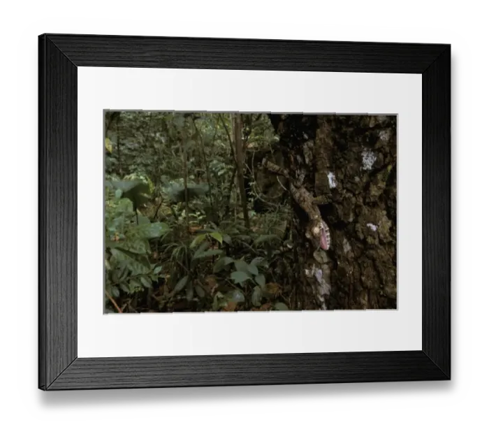 Framed Print : Africa, Madagascar. Leaf-tailed gecko (Uroplatus fimbriatus)