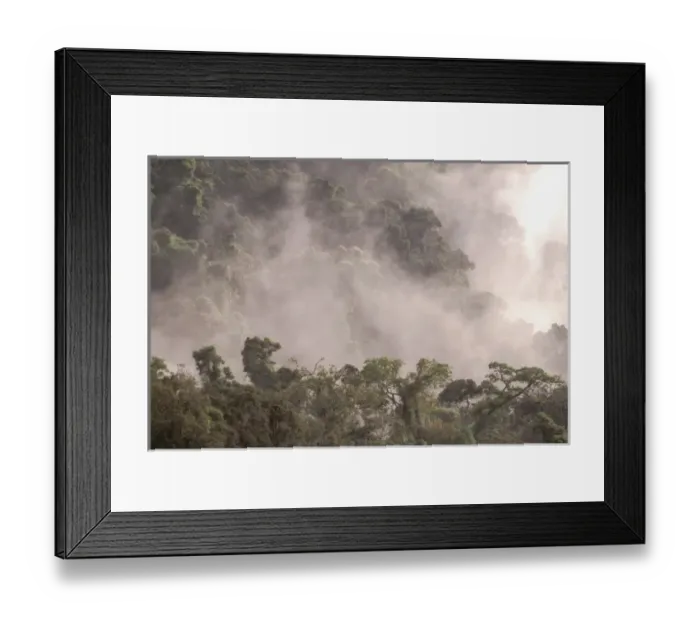 Framed Print : Africa, Madagascar, Marojejy Reserve. Rain forest canopy