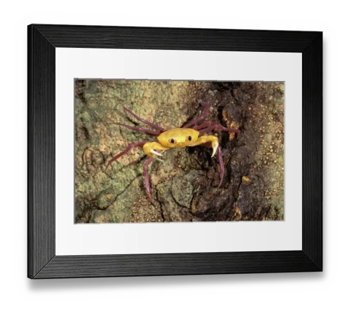Framed Print : Africa, Madagascar Framed Print : Africa, Madagascar
