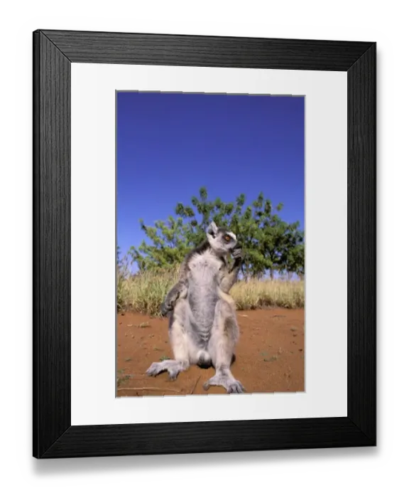 Framed Print : Africa, Madagascar, Berenty Private Reserve. Ring-tailed Lemur (Lemur catta)