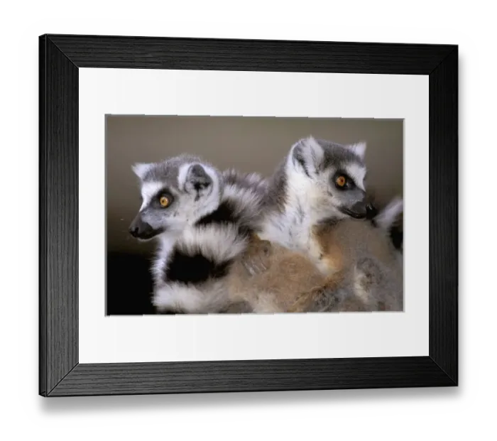 Framed Print : Africa, Madagascar, Berenty Private Reserve. Ring-tailed Lemurs (Lemur catta) Framed Print : Africa, Madagascar, Berenty Private Reserve. Ring-tailed Lemurs (Lemur catta)